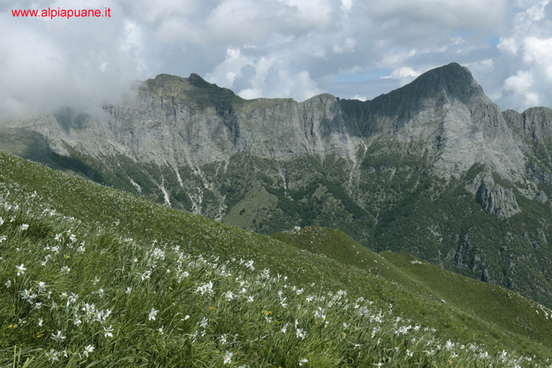 Il Naso dell'Omo Morto e la Pania Secca dal monte Croce fiorito di giunchiglie