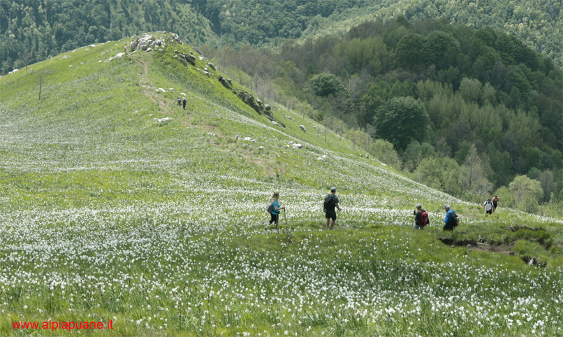 Versante Sud del monte Croce fiorito di giunchiglie
