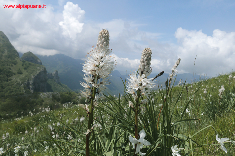 Asfodeli sul versante sud del monte Croce