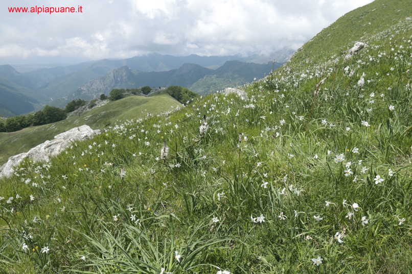 Giunchiglie sul monte Croce