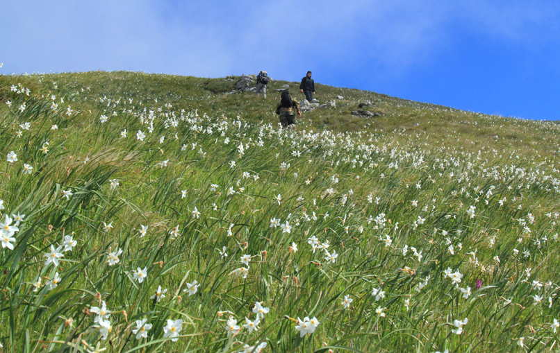 Monte Croce fiorito di giunchiglie