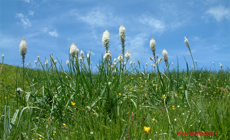 Asfodeli sul monte Croce