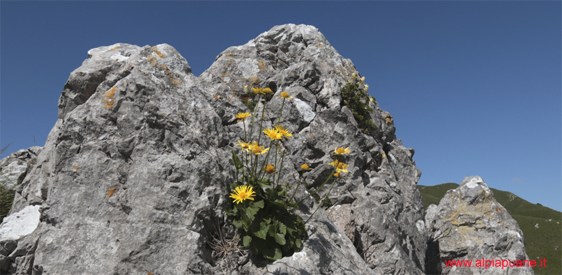 Fiori al Colle delle Baldorie