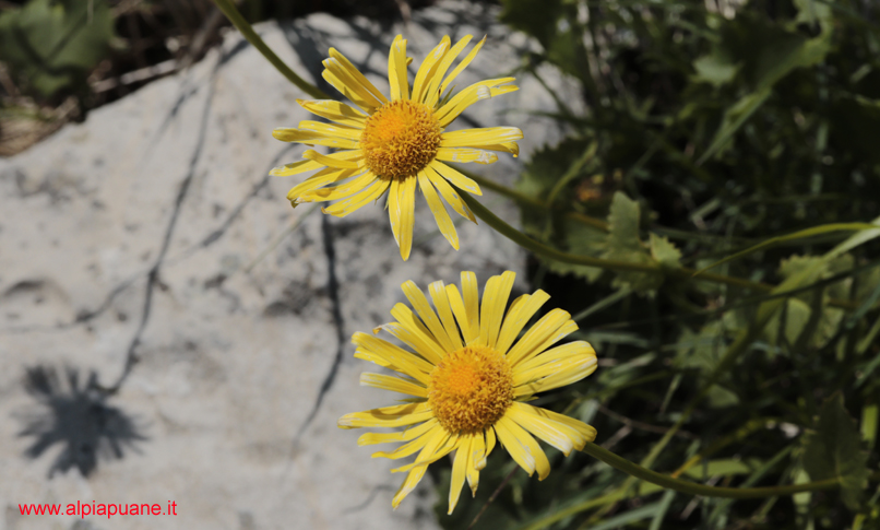 Fiori al Colle delle Baldorie