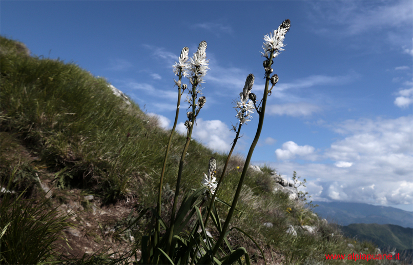 Asfodeli fioriti sul monte Croce