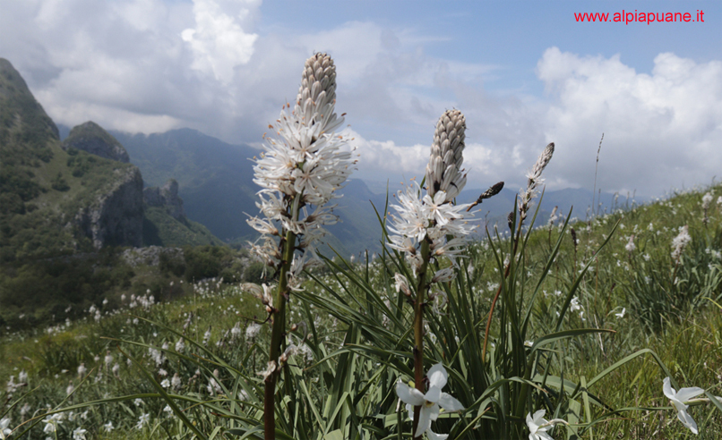 Asfodeli sul Monte Croce