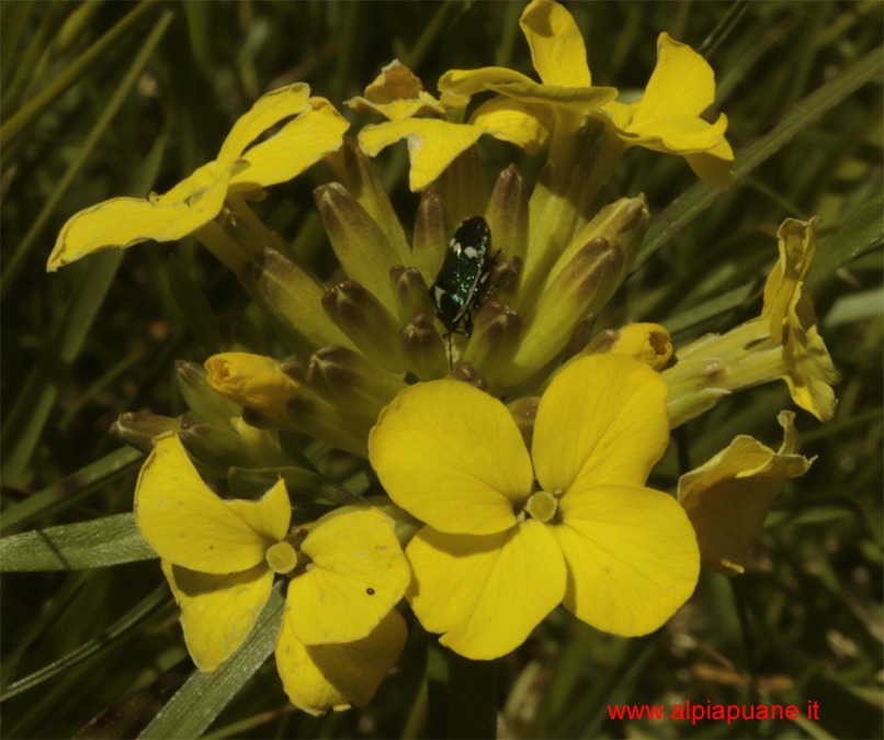 Fiori sul monte Croce