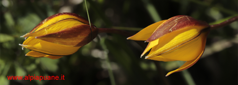 Fiori sul monte Croce