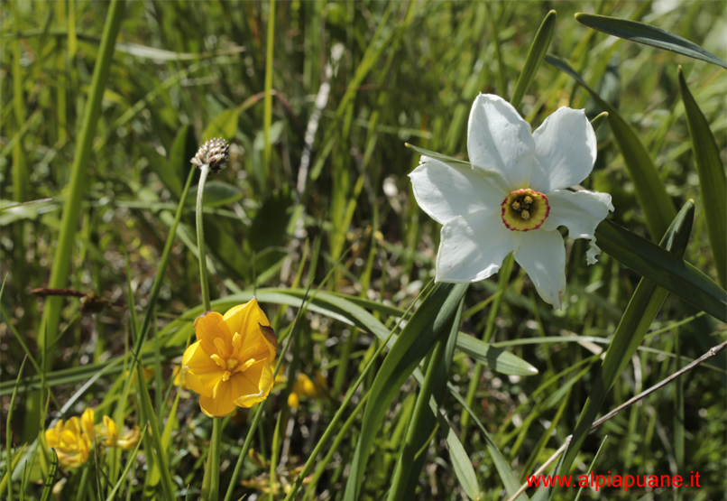 Giunchiglia sul monte Croce