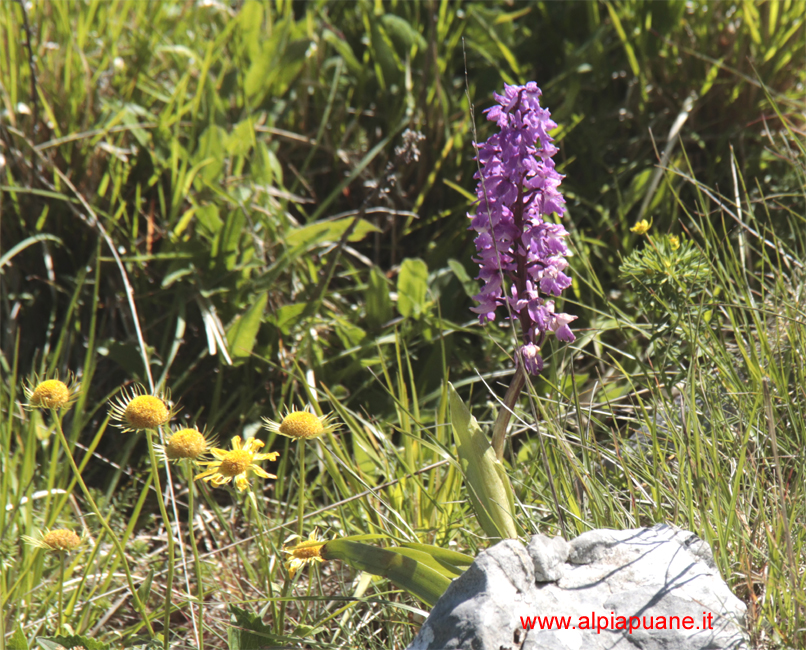 Orchidea sul monte Croce