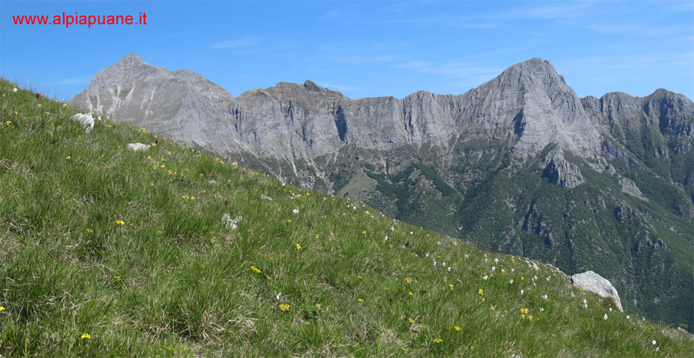 Il Gruppo delle Panie dal prato del monte Croce fiorito di Giunchiglie
