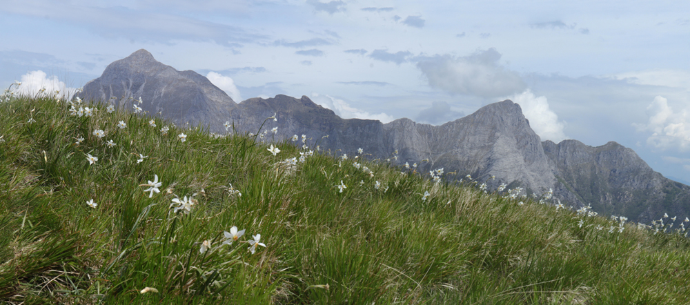 Il Gruppo delle Panie dal prato del monte Croce fiorito di Giunchiglie