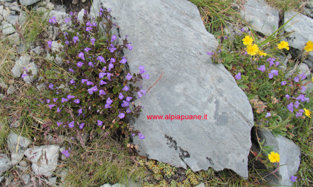 Linaria Alpina sul Pizzo delle Saette Sulle Alpi Apuane è presente un'unica stazione sulla cima del Pizzo delle Saette (circa 1700 metri di quota) estesa per appena 10 metri quadrati e quindi a forte rischio di estinzione.