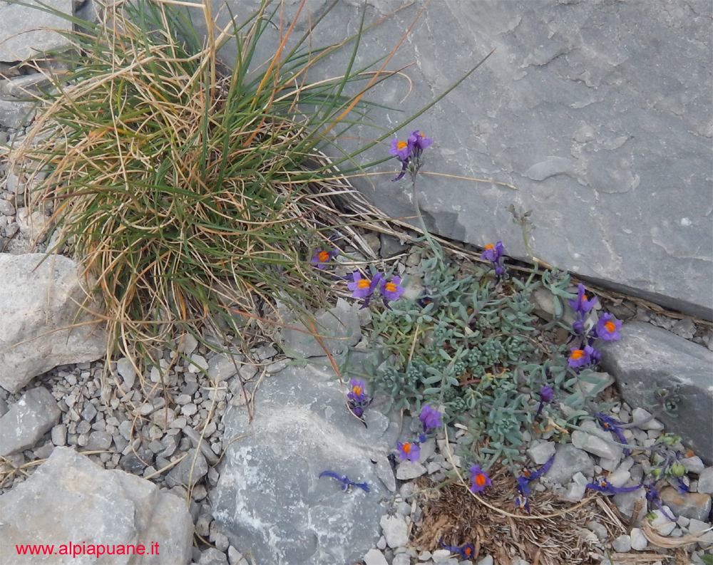 Linaria Alpina sul Pizzo delle Saette Sulle Alpi Apuane è presente un'unica stazione sulla cima del Pizzo delle Saette (circa 1700 metri di quota) estesa per appena 10 metri quadrati e quindi a forte rischio di estinzione.